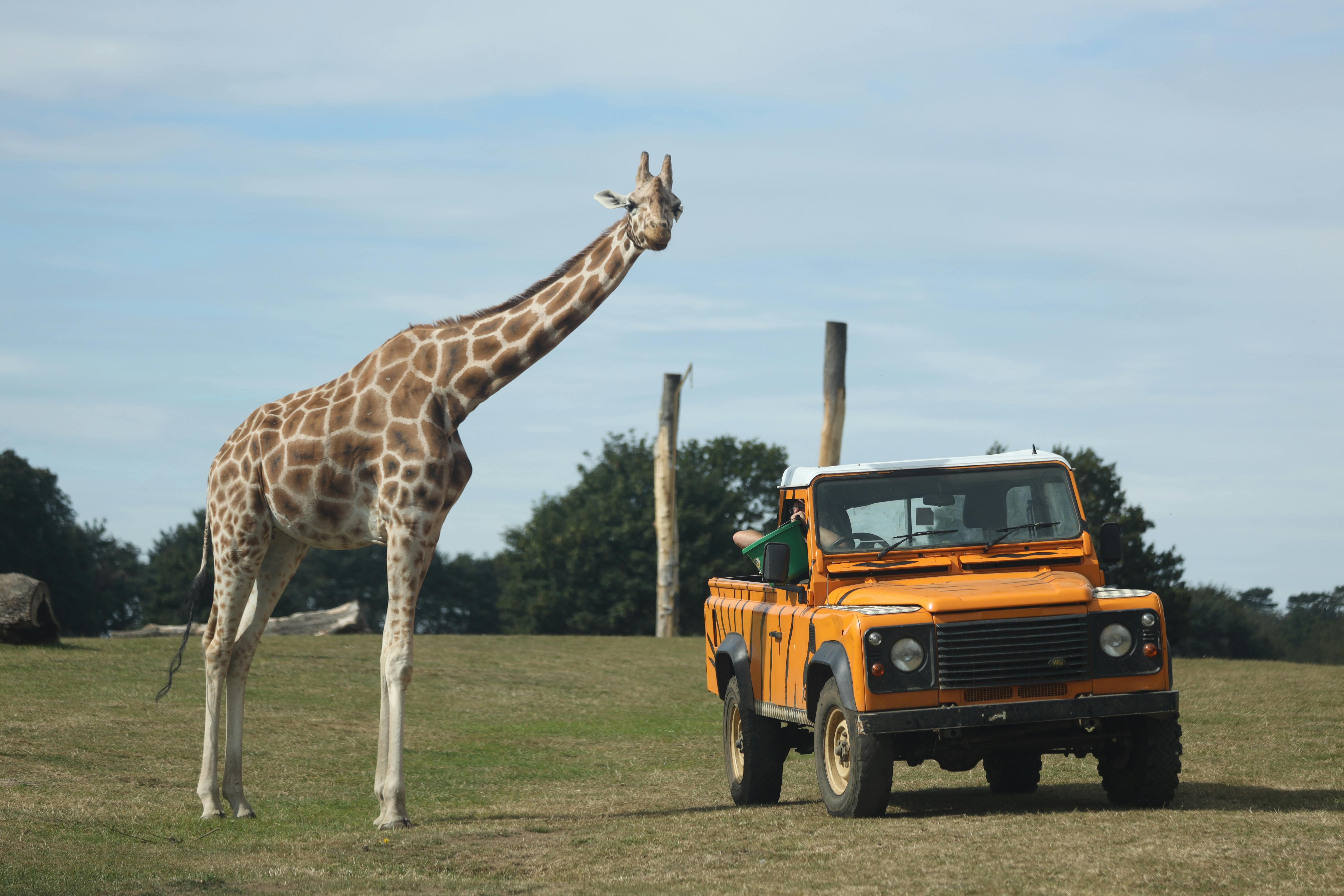Land Safari